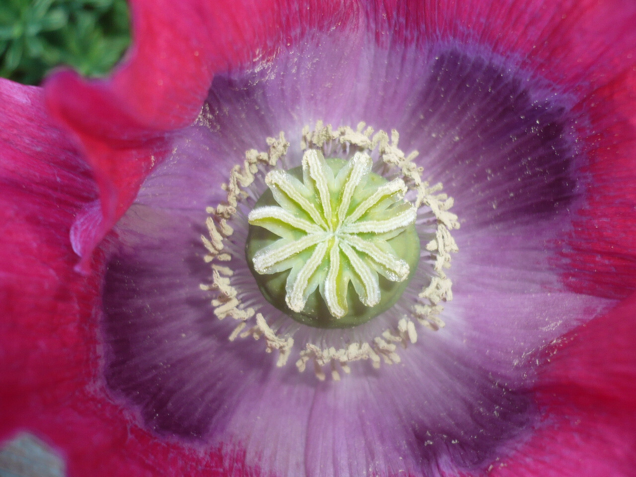 Best Seller! Tazzy Purple, Wizard Red, Afghan Pink Mix 10,000 seeds PoppyQueen👑