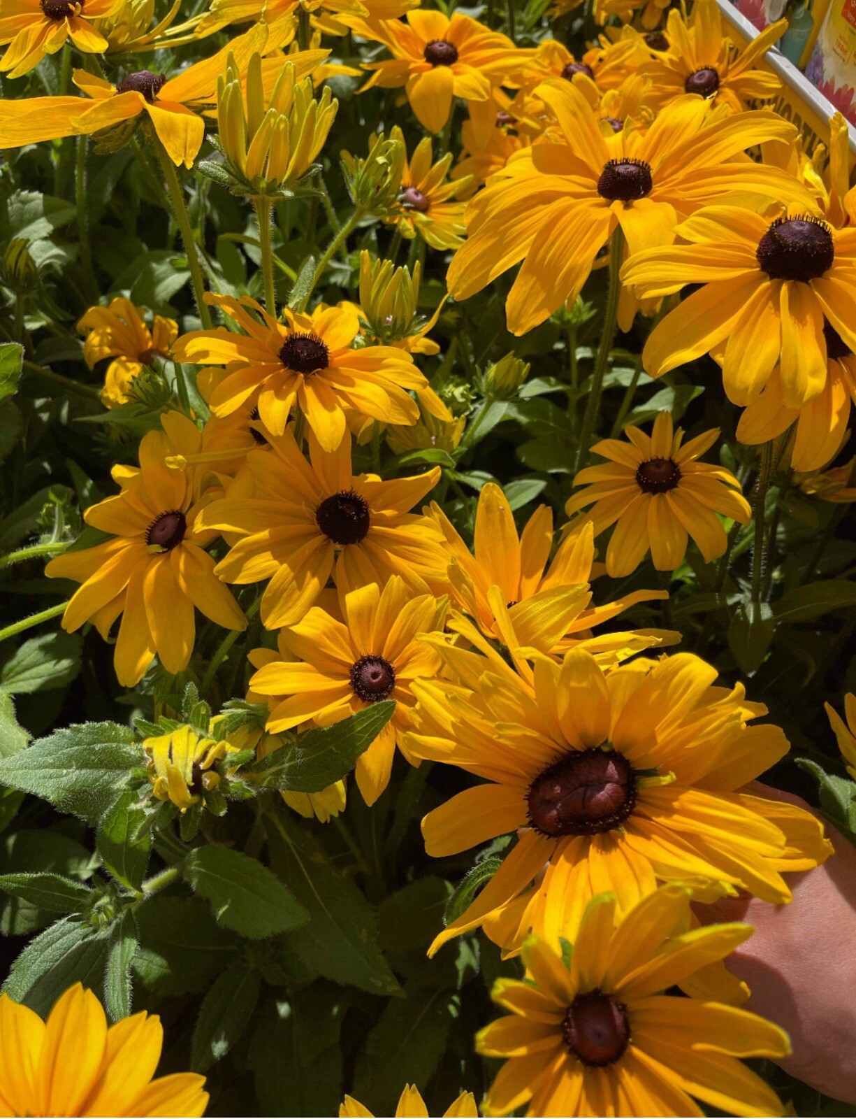 200+SEEDS-BLACK EYED SUSAN Perennial Rudbeckia NativeWildflower USA Buy2Get1free