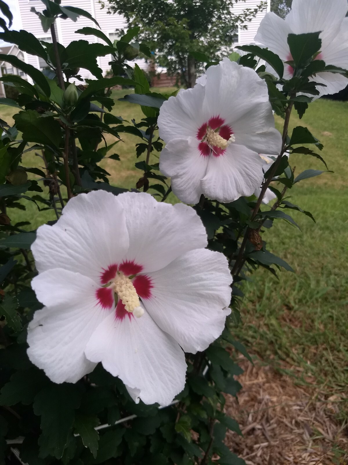 50+ Red Heart White Rose of Sharon Seeds (Hibiscus syriacus) 2022 Fall Fresh!