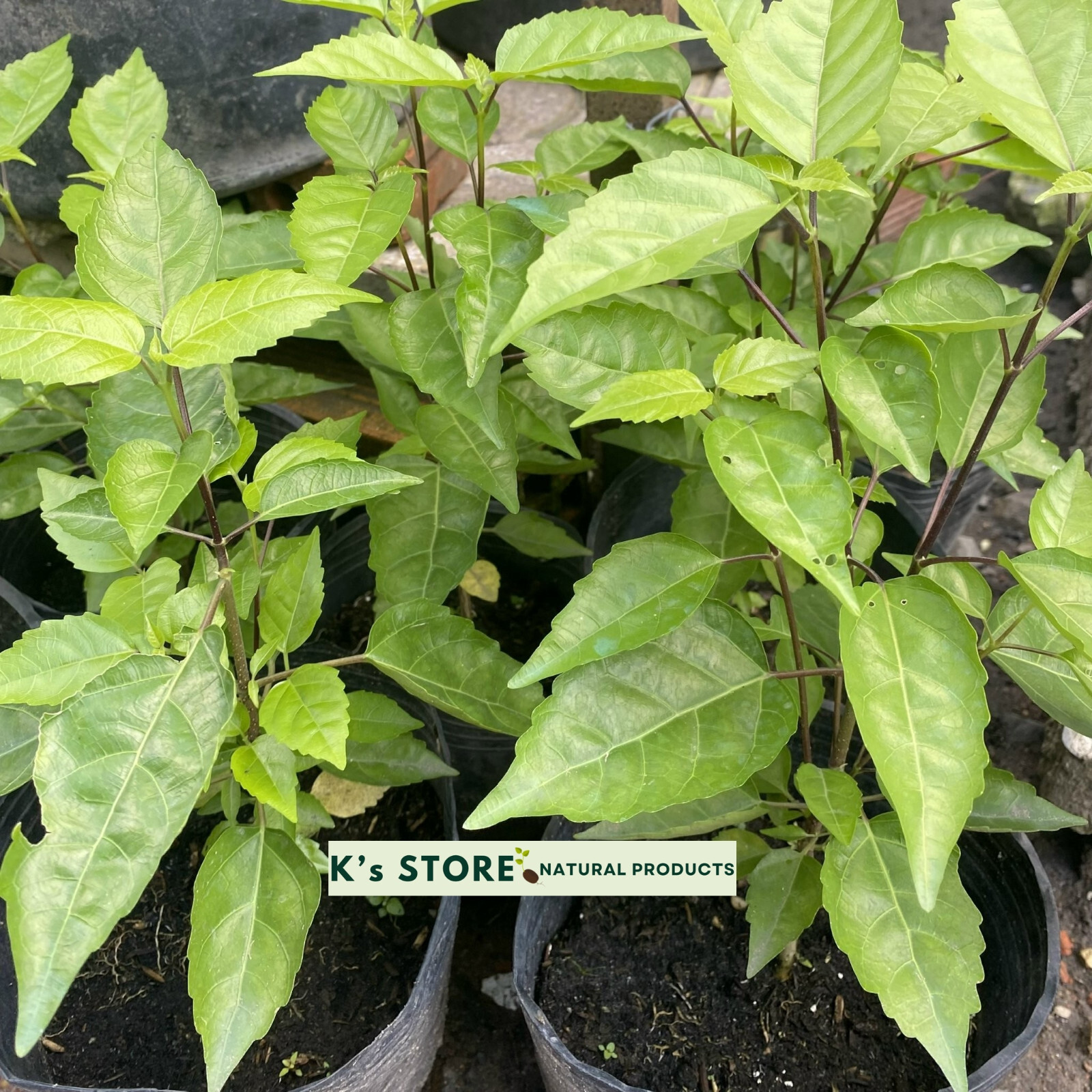 PREMNA SERRATIFOLIA SEEDS, HẠT LÁ CÁCH