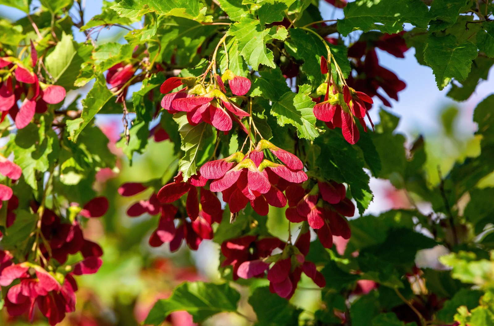 20 Tartarian FLAME MAPLE TREE Red Acer Tartaricum Seeds