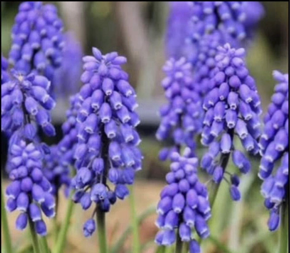 30 Grape Hyacinth Bulbs Muscari Armeniacum Live Plant Bulbs Purple Bell Garden