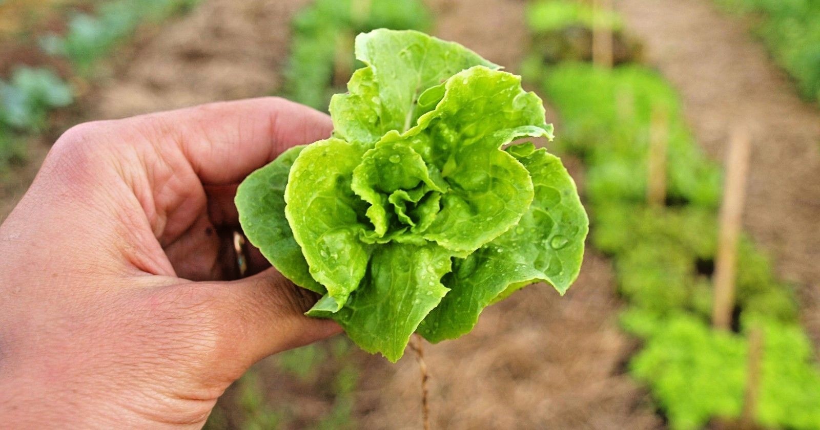 601+TOM THUMB Seeds Romain Leaf Lettuce Organic Spring Fall Garden Container