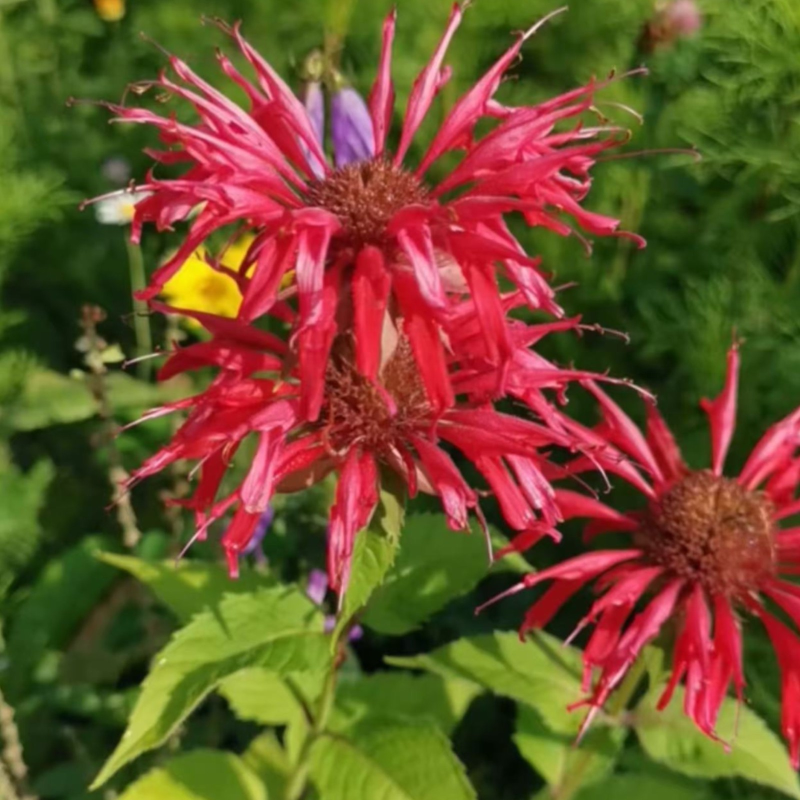 1000 Red Bee Balm Seeds Monarda – Fiery Perennial Flower for Hummingbirds