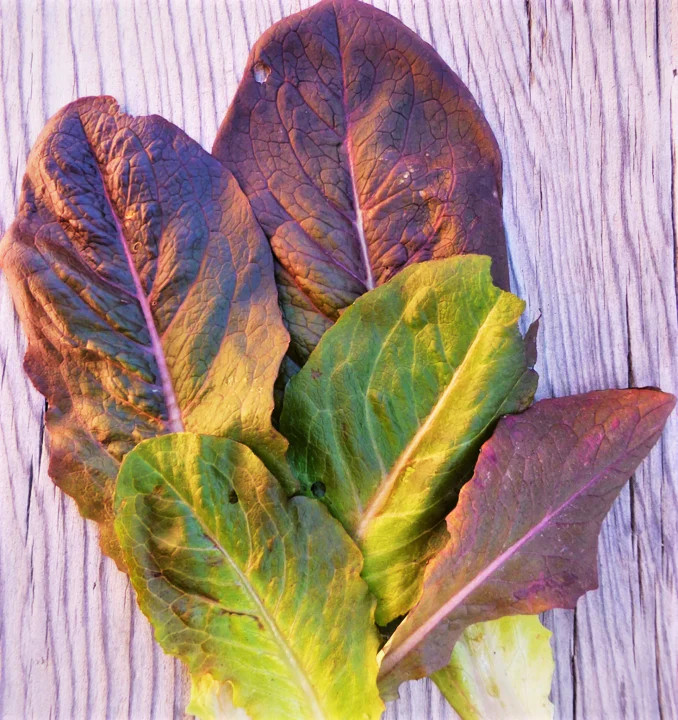 Cimmaron Red Romaine Lettuce Seeds | Lactuca Cos Leaf Green Vegetable Seed 2024