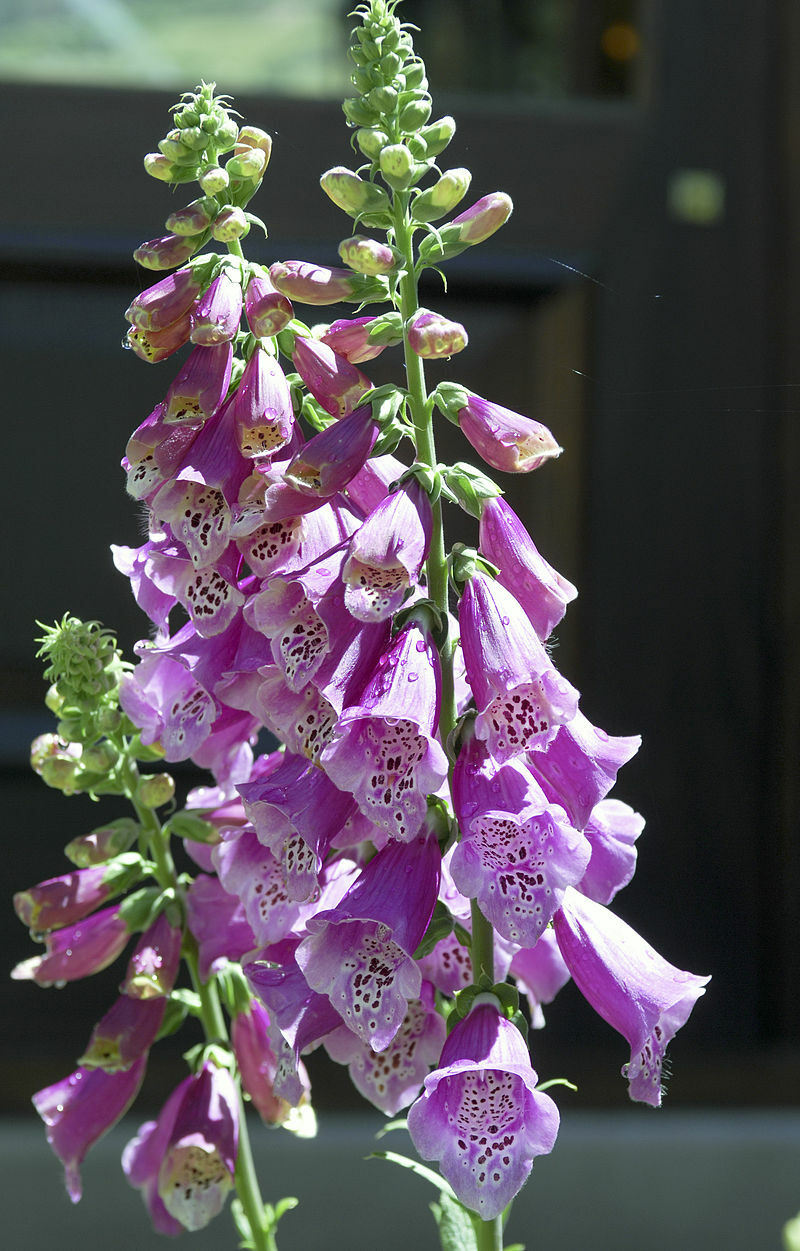 FOXGLOVE 1002 SEEDS DIGITALUS PURPUREA, SPOTTED PURPLE OR WHITE FLOWERS *BULK*