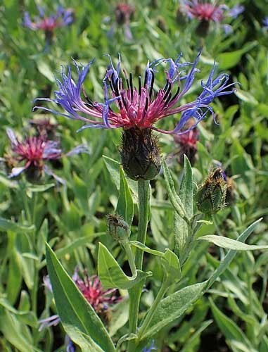 Centaurea montana | Mountain Bluet | Bachelor’s Button | 10 Seeds
