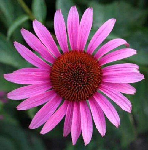 70 Echinacea Rudbeckia Purpurea Purple Coneflower Seeds~NY Botanical Garden Club