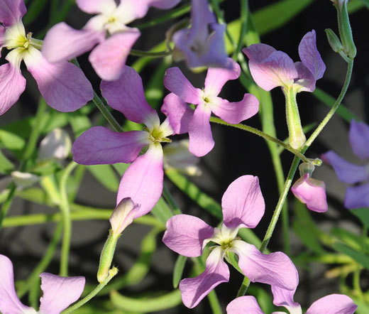 NIGHT SCENTED STOCK Matthiola Bicornis – 15,000 Bulk Seeds