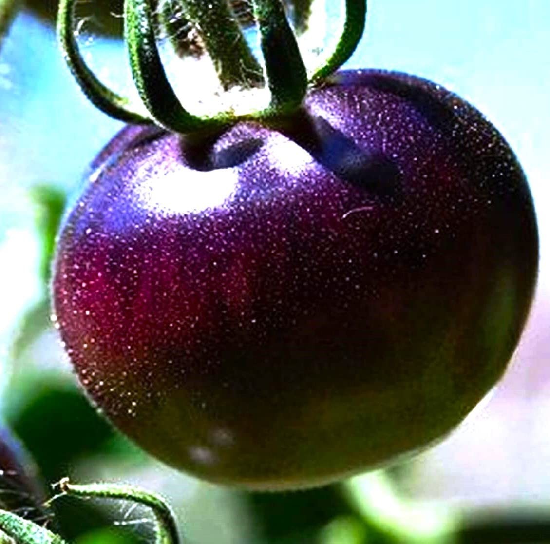 Purple Tomato Seeds 30+ Seeds 6-7oz Indeterminate – 100 Days to Ripen