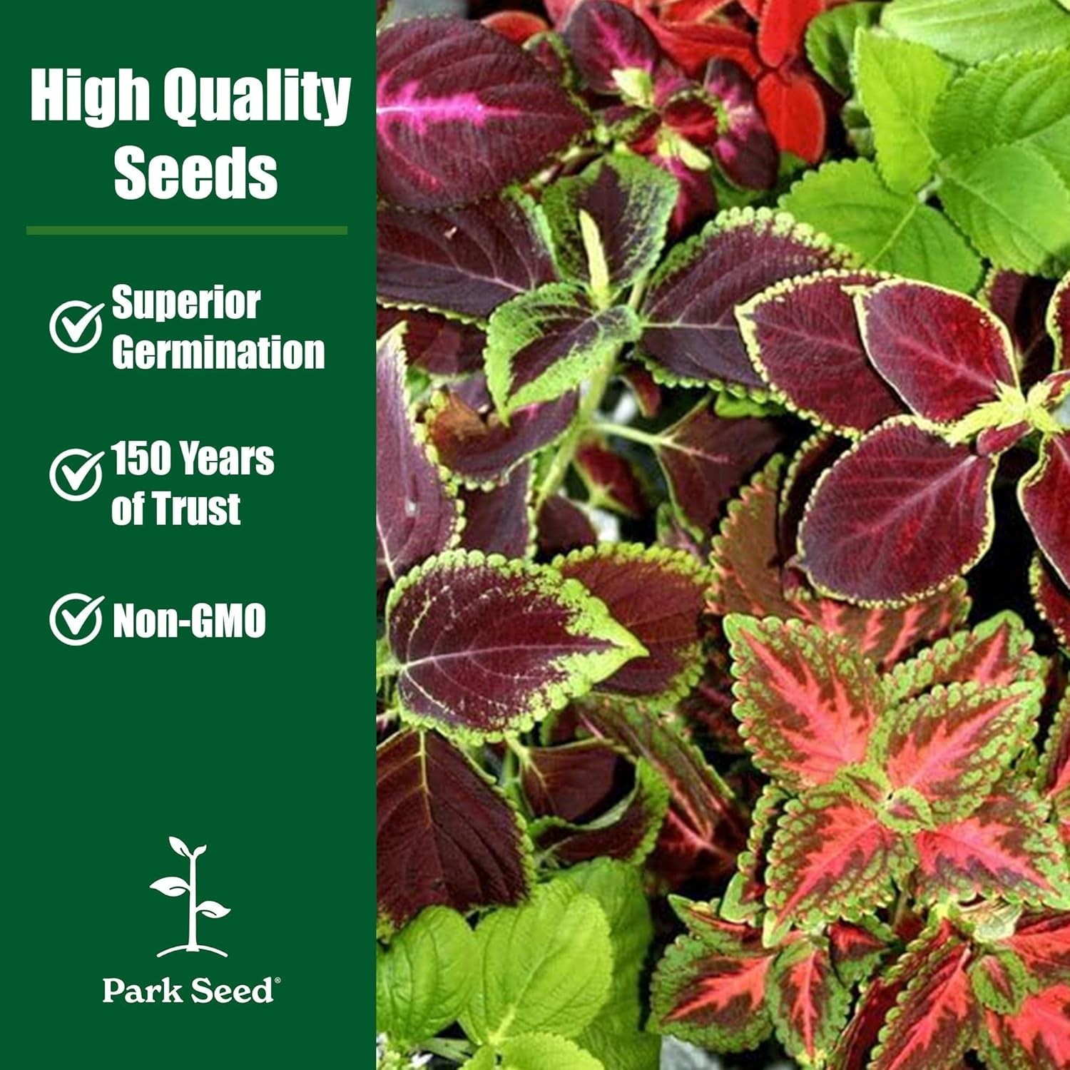 Giant Exhibition Coleus Seeds – Vibrant Mix for Indoor & Outdoor Gardens, Pac…