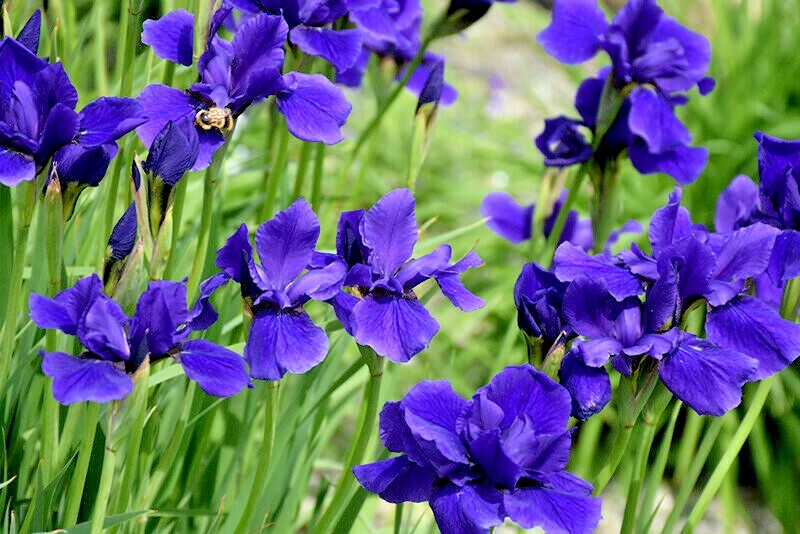 20 CAESARS BROTHER SIBERIAN IRIS SEEDS – Iris siberica