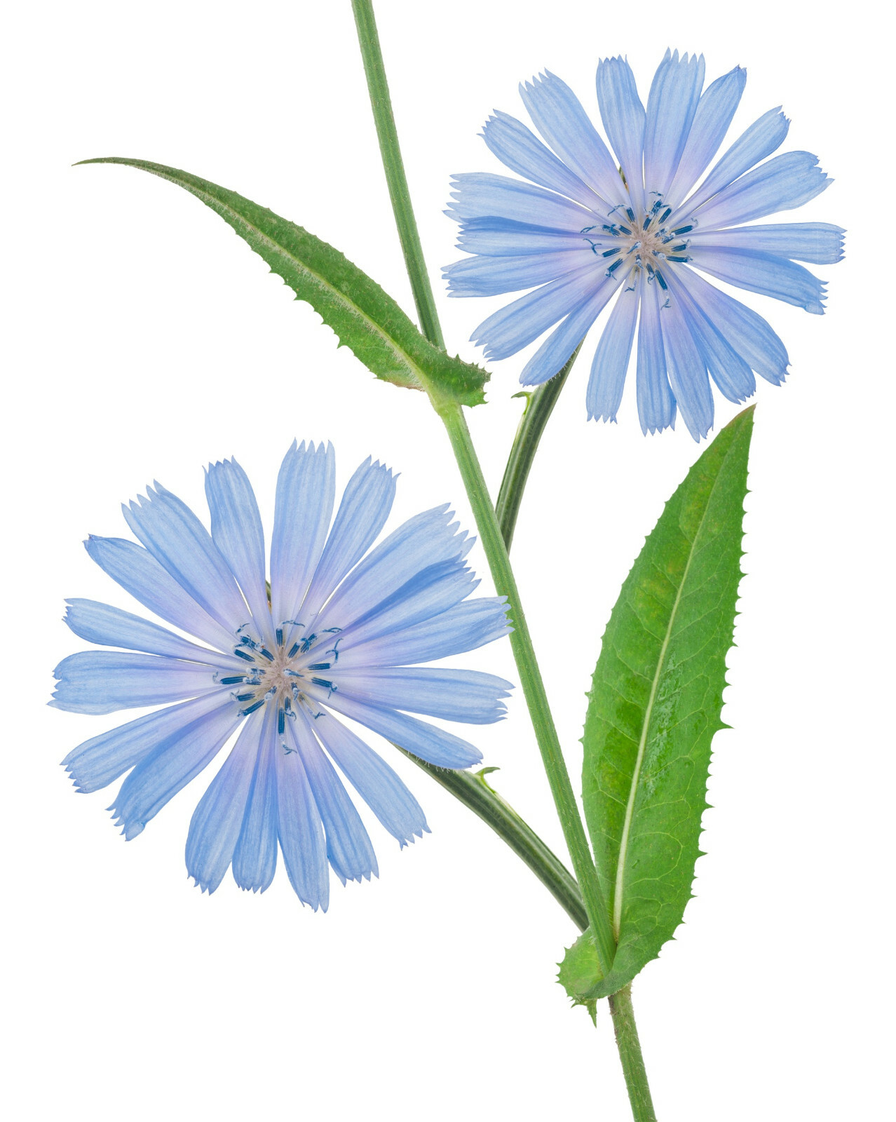 1000+ Chicory Seeds | Blue Dandelion | Perennial Medicinal Herb & Coffee Subst.