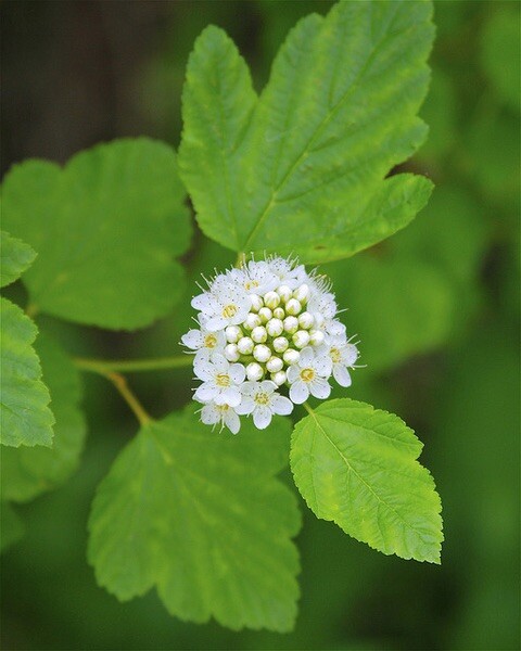 12-14″ tall Ninebark Physocarpus opulifolius 1-2 year old plant