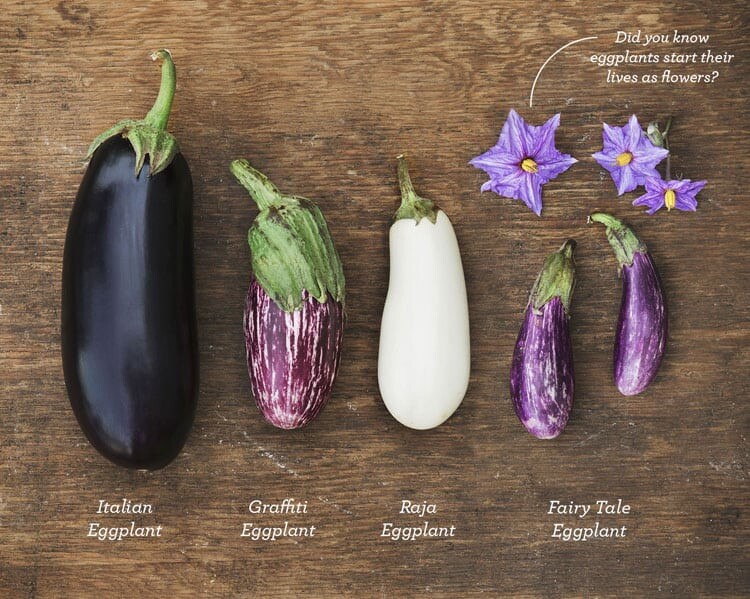 15 Rare FAIRY TALE EGGPLANT seeds Aubergine Garden