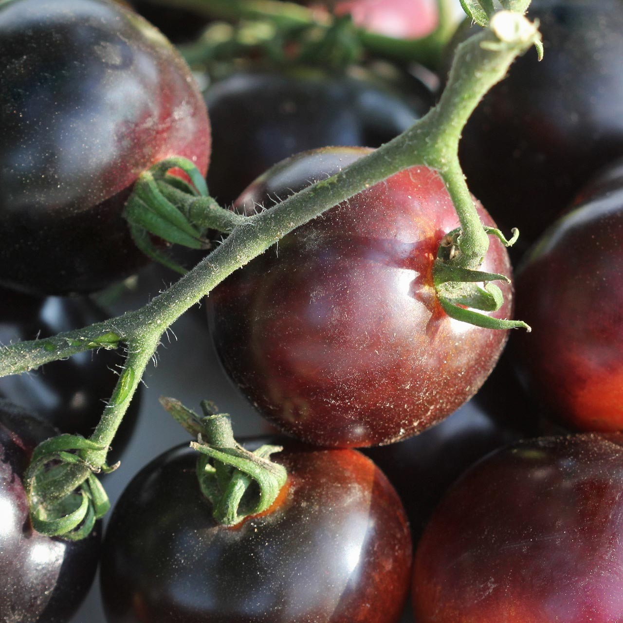 Black Opal Tomato Seeds. 15 Seeds, Free Shipping!