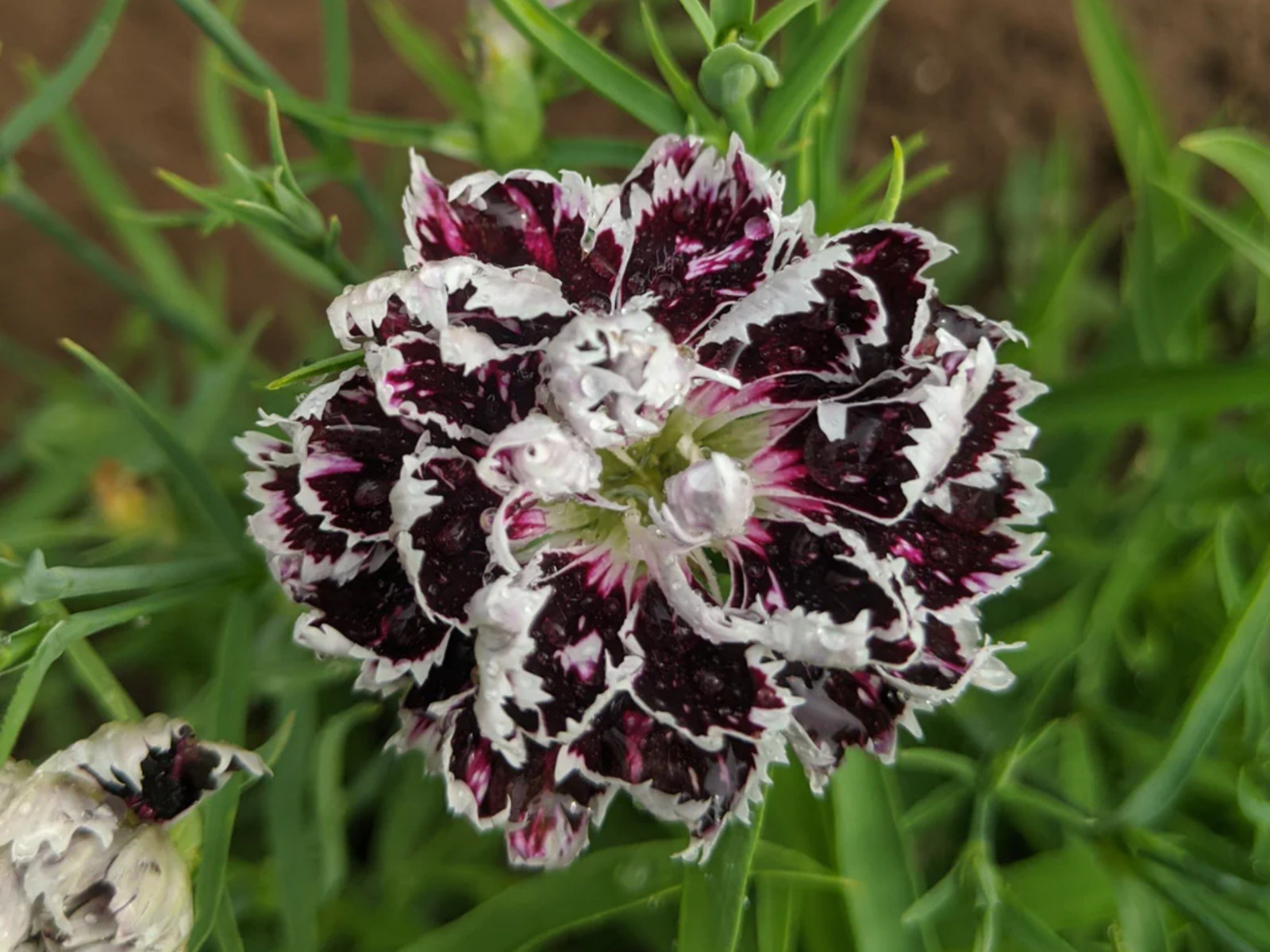 30 Seeds| China Pink ‘Black Velvet and Lace Carnations – Dianthus Flowers Seeds