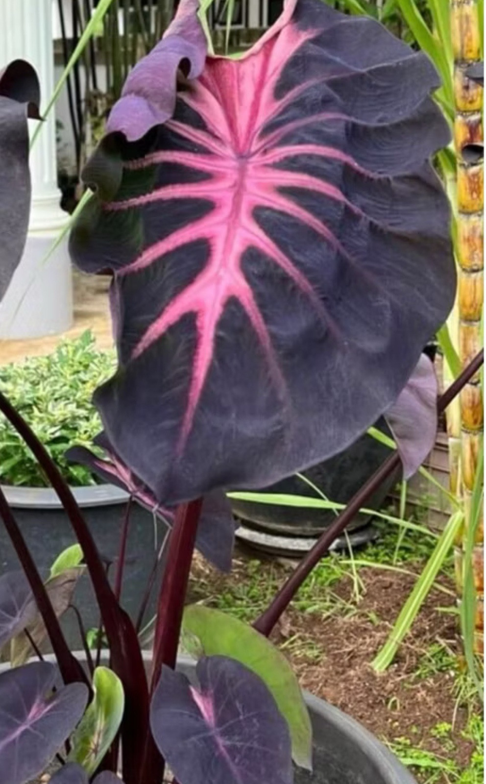 AUTHENTIC Colocasia Blue Velvet 1 bulbs