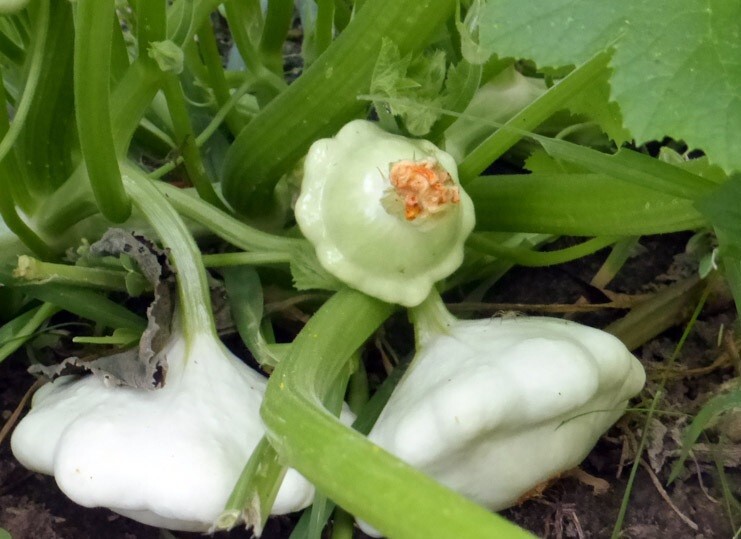 Early Scallop White Bush 20 Seeds Patty Pan Summer Squash Heirloom Free Shipping