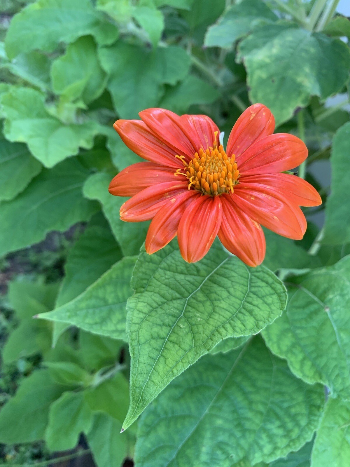 Mexican Sunflower Seeds 200+ Tithinia Torch Flower USA SELLER