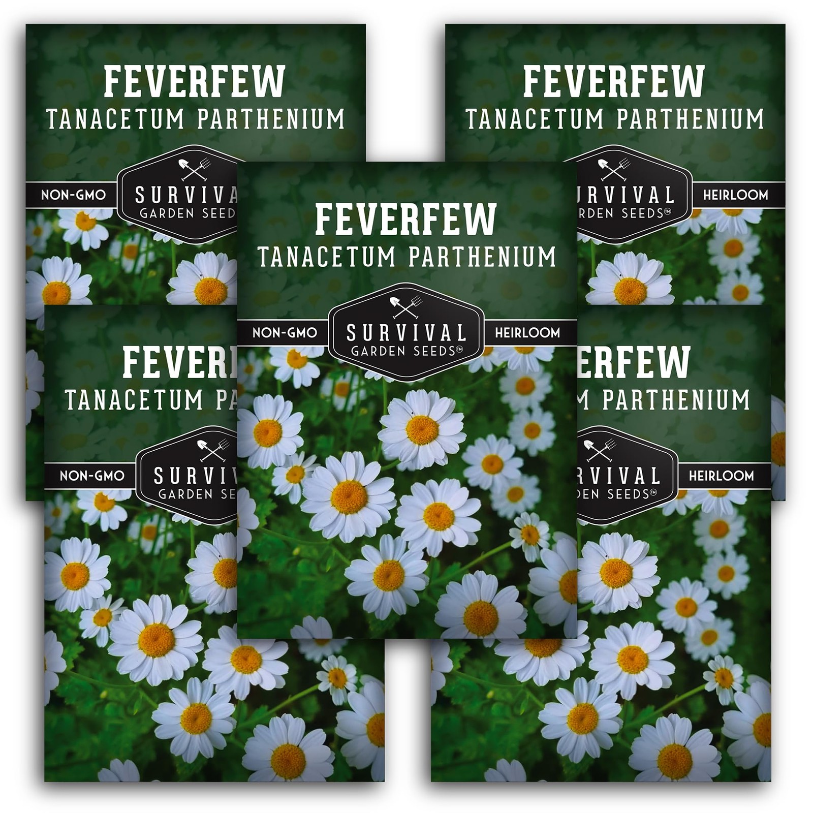 Feverfew Seeds Easy to Grow Perennial Herb for Pollinator Gardens 5 Pack