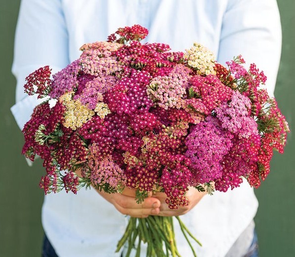 40 Yarrow Flowerburst Red Shades seeds