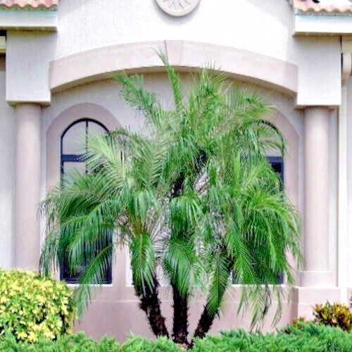 Dwarf Pygmy Date Palm Tree Seeds (Phoenix roebelinii) Great Indoor Houseplant