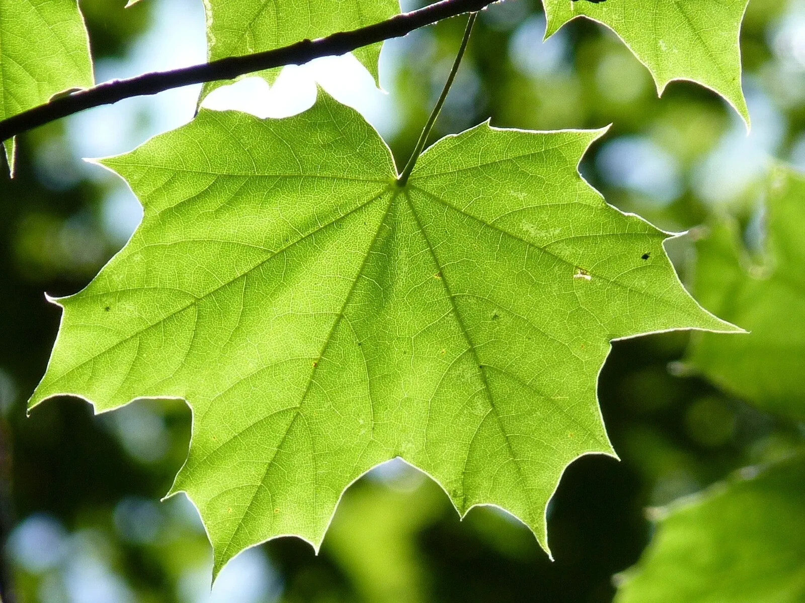 GREEN MAPLE TREE SEEDS, 10 seeds, Acer, Syrup, Bonsai Specimen, Organic Hardwood