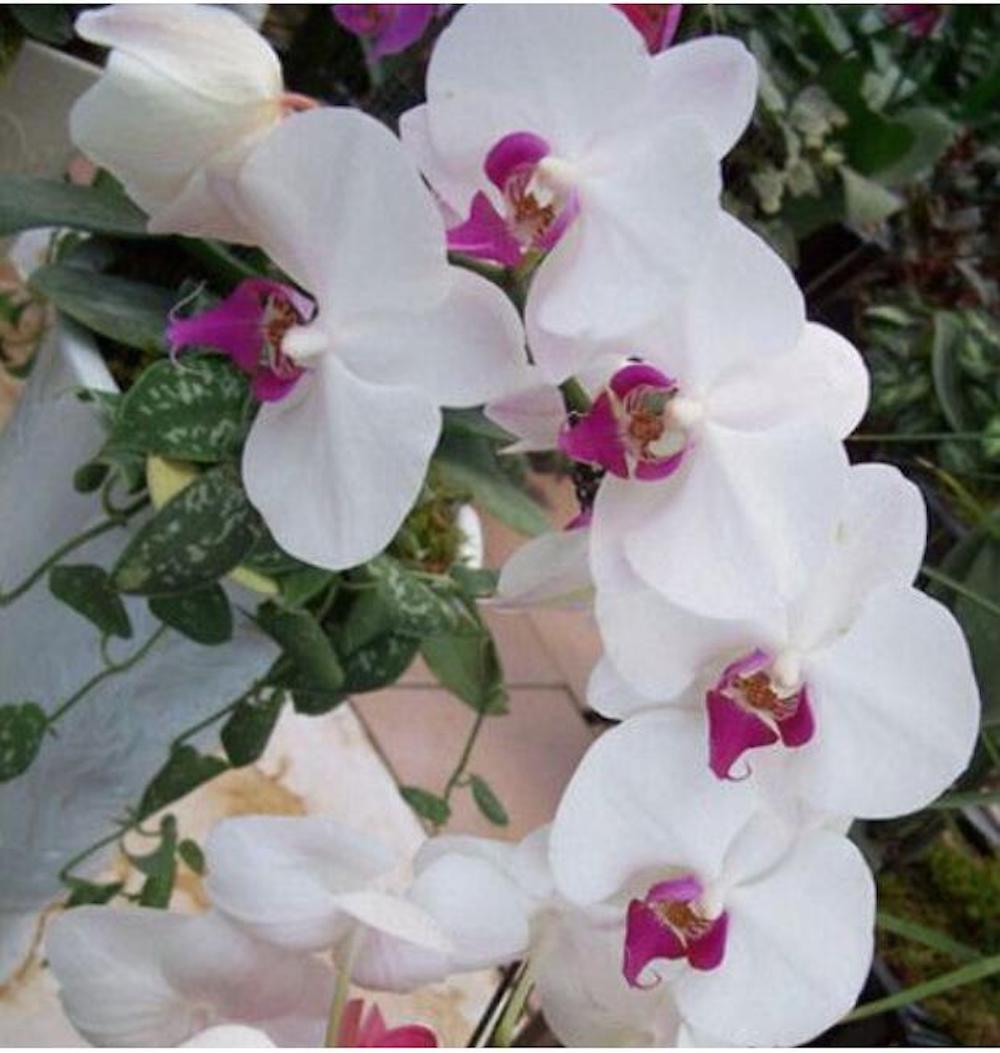 20 EXOTIC RARE ORCHID SEEDS for garden flower house plant bush USA SELLER USPS