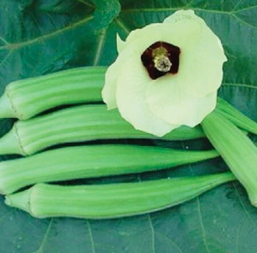 50 Okra Seeds – (Abelmoschus esculentus) HEIRLOOM, NON GMO – USA Seller