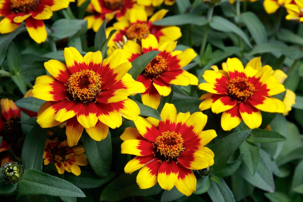 50 Zinnia Seeds Profusion Red And Yellow