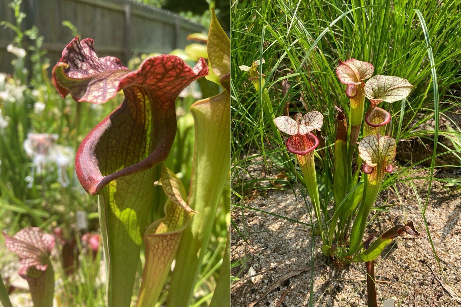 2024 Sarracenia Seed: Areolata x Adrian Slack