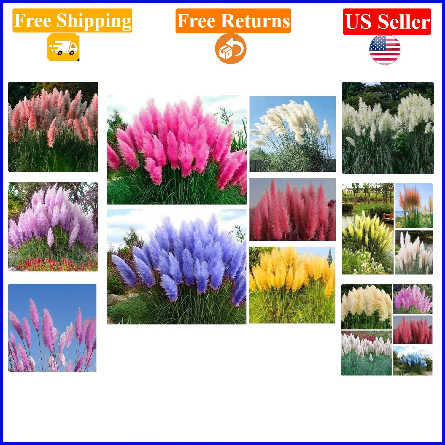 1000+ Mix Pampas Grass Seeds – Ornamental, Tall, Multi-Color, Easy Grow