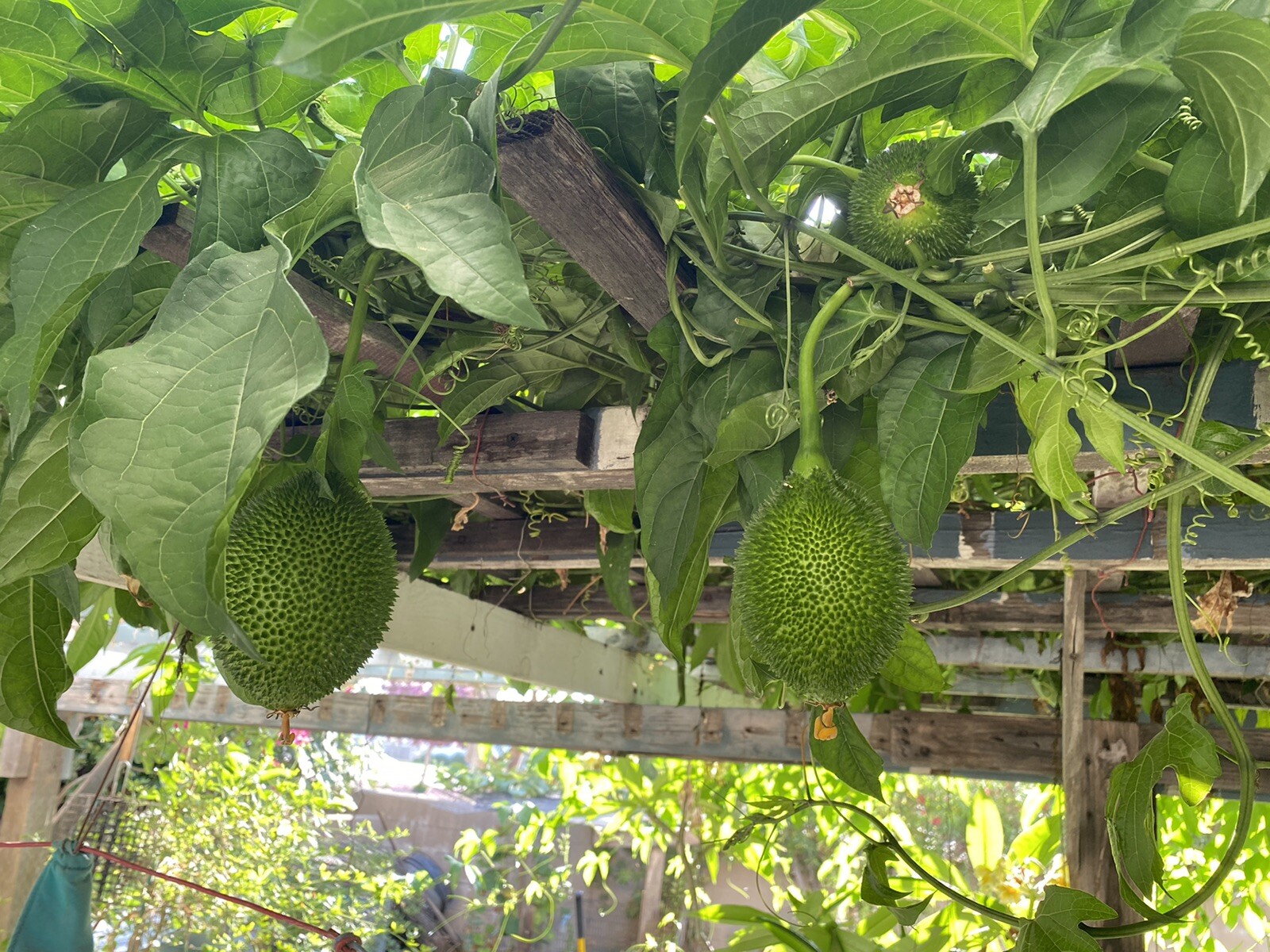 GAC FRUIT Melon Vine Momordica Cochinchinensis Seeds ( Hột Trái Gấc )