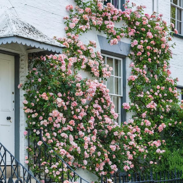 250 Mixed Climbing Rose Seeds – Fragrant Vibrant Climbing Blooms, Decorative …