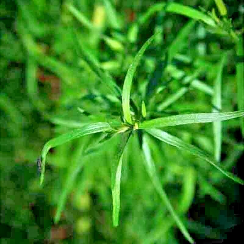 2000+ TARRAGON SEEDS SPRING PERENNIAL HERB FLOWER GARDEN ANISE NON-GMO HEIRLOOM