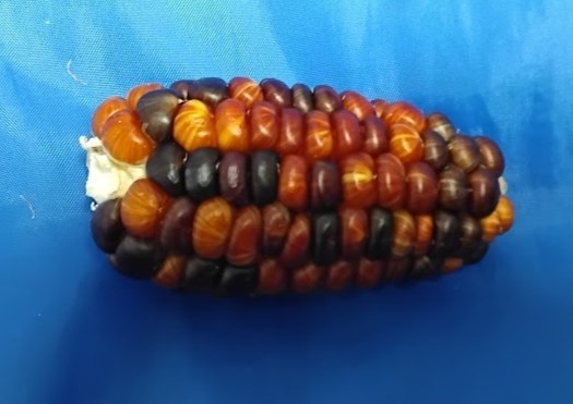2025 Harvest Ornamental Corn Seed – Vibrant “Glass Gem” & Minis