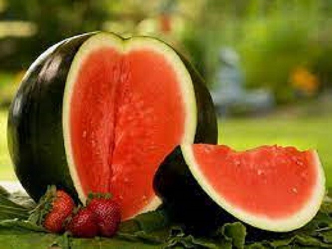 Premium Sugar Baby Watermelon – Fresh Heirloom Seeds – Perfect For Containers!