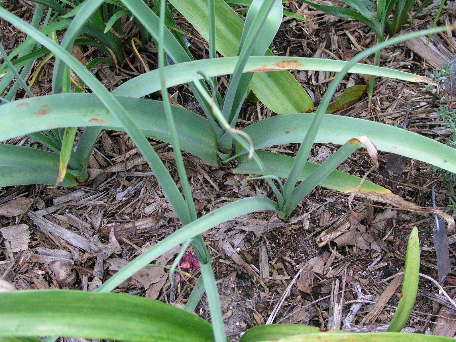 Crinum Lily, Bulbispermum Album ‘White Pawn’ type A, medium-size bulb NEW