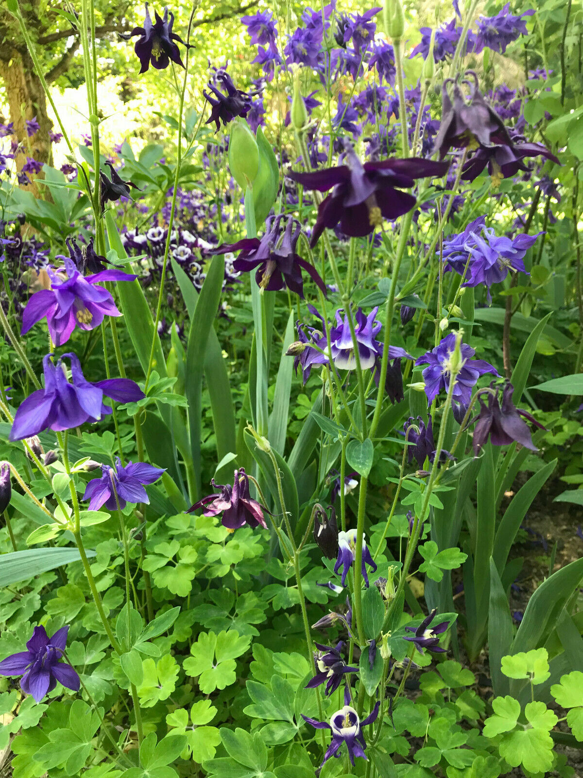 1 lb of Seeds Aquilegia Vulgaris Purple Blue Crimson Black Columbines 2021 Bulk