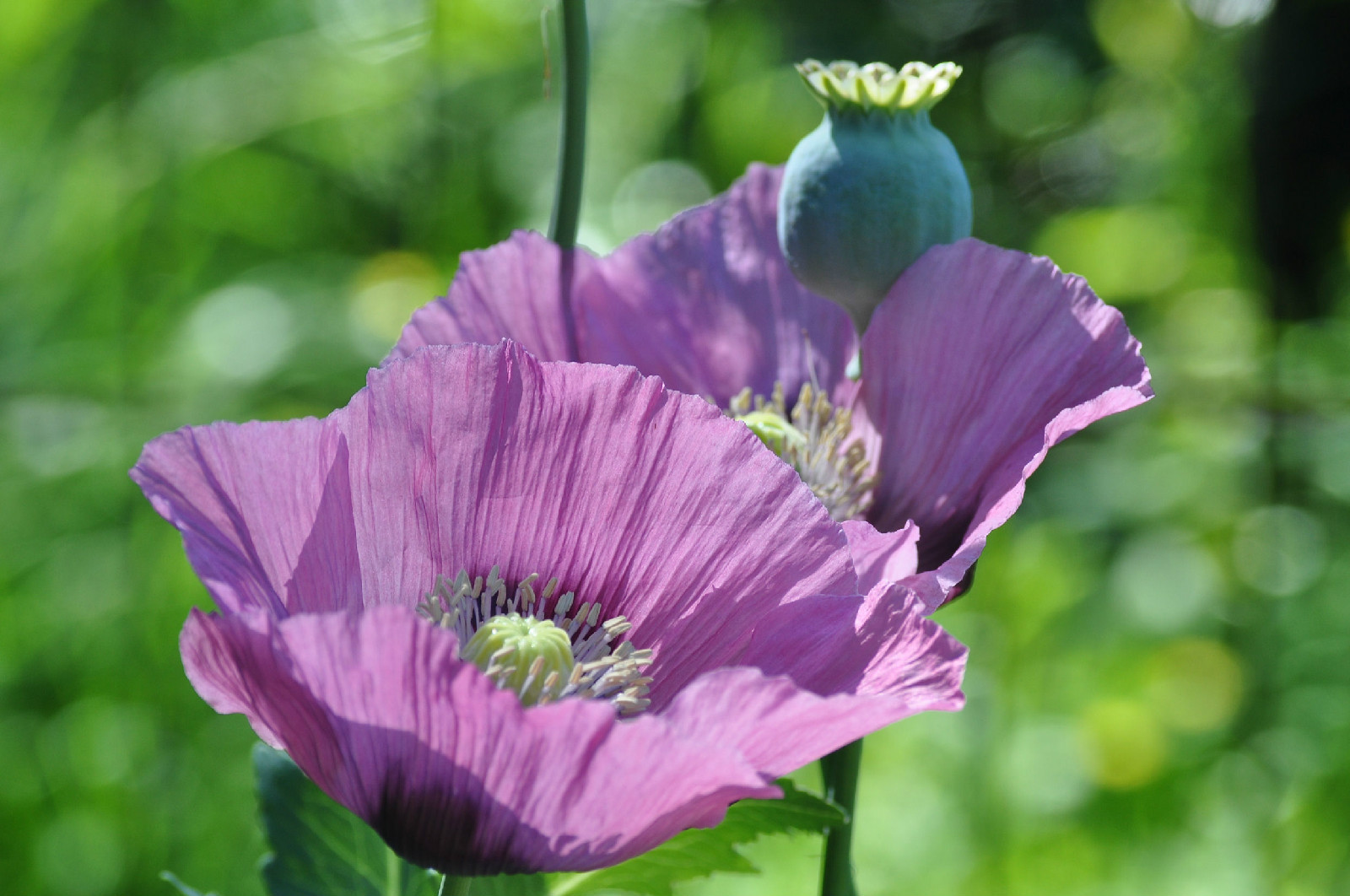 1000 SEEDS – LAVENDER POPPY flower rare color GroCo – BUY ANY 15= FREE SHIPPING