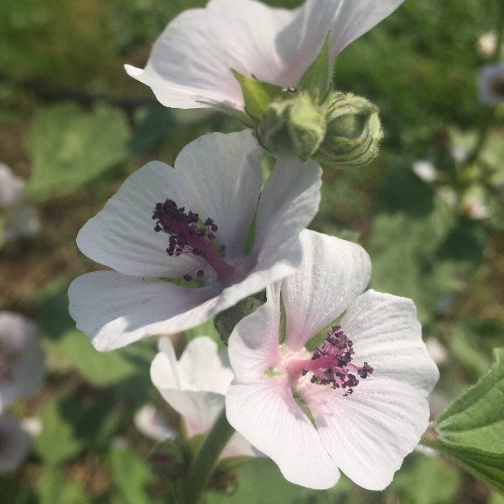 Marshmallow Seeds (Althea officinalis) ~Traditional Herb PPollinator Garden