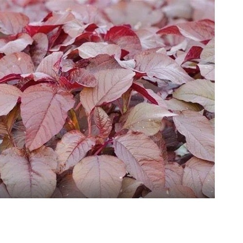 2026 Heirloom Vegetable Seeds – Premium Garden Seeds for Planting