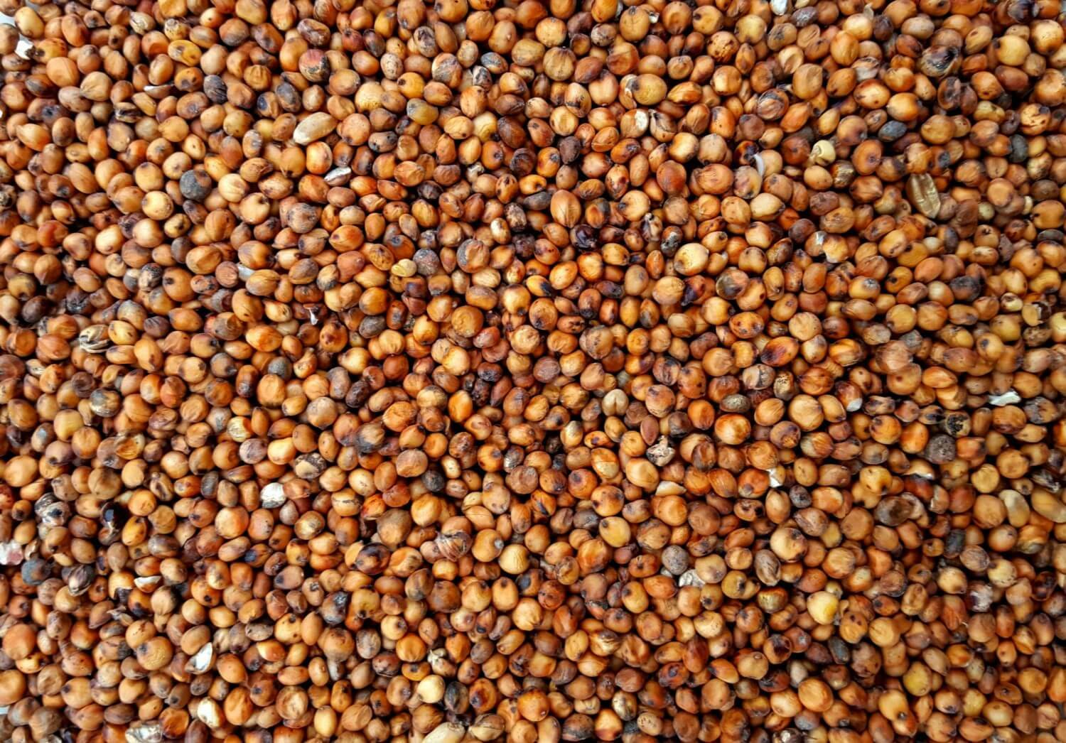 Red Milo Sorghum Seed – Late Maturing Wildlife & Cereal Grain Seeds 2 pounds