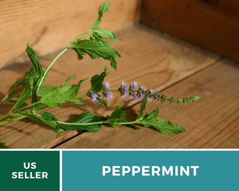 Peppermint – 100 Seeds – Medicinal & Culinary Herb – GMO Free (Mentha Piperita)