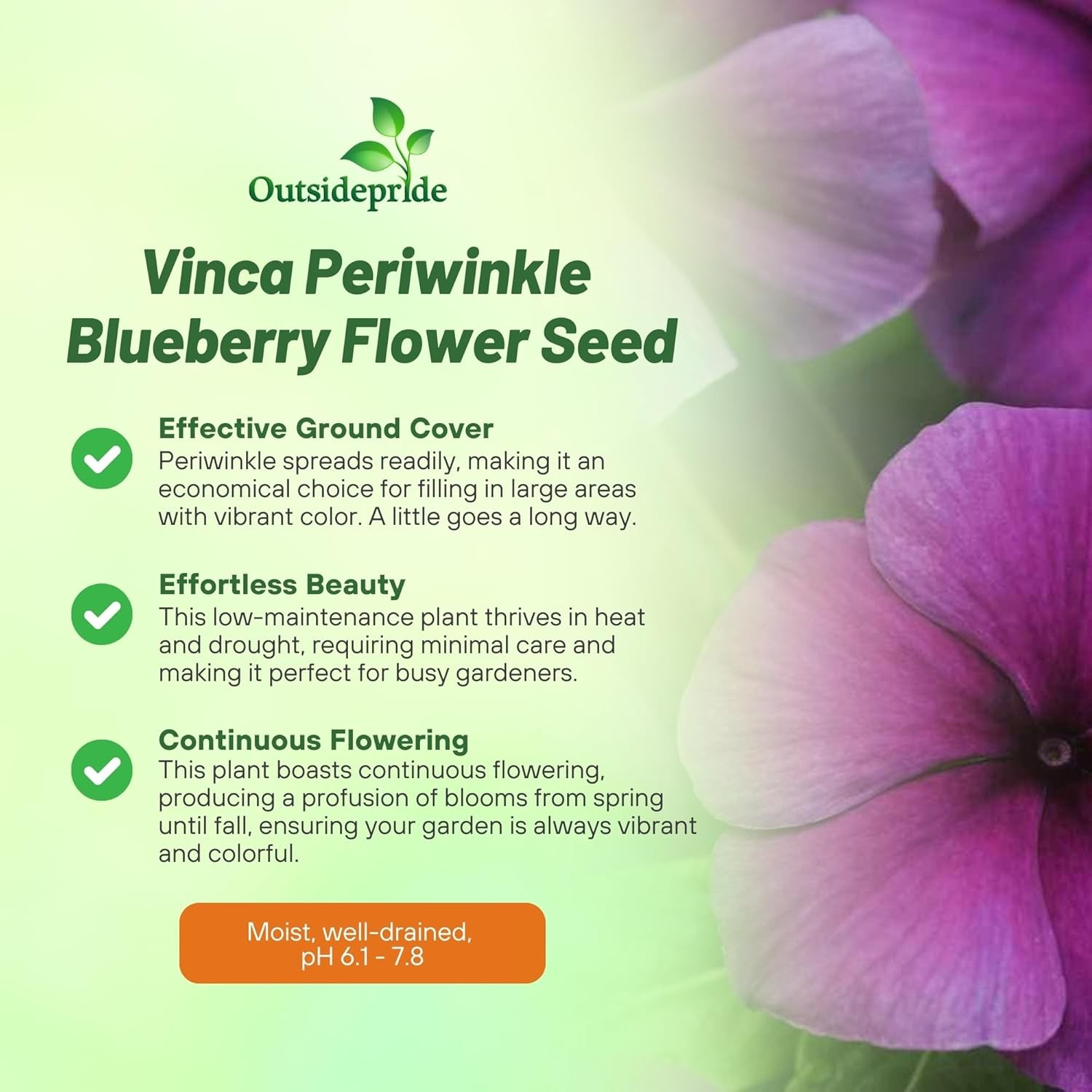 50 Seeds Drought Tolerant Blueberry Violet Purple Periwinkle Vinca Flower Seeds
