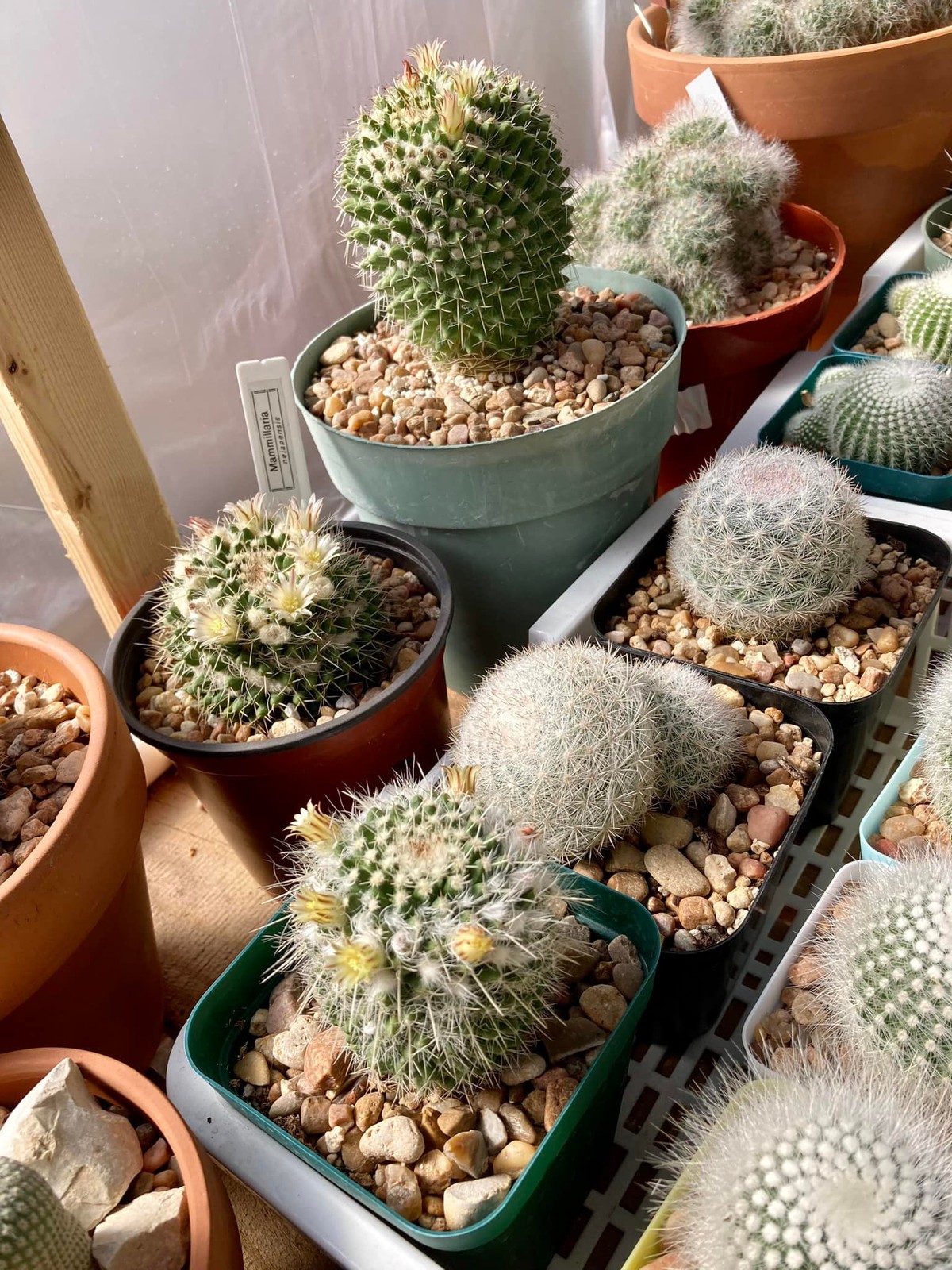 Seed- Mammillaria nejapensis 25-100 seeds (2024)