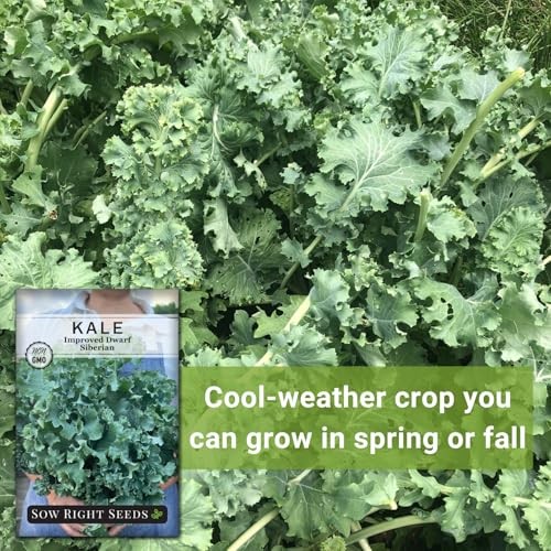 – Dwarf Siberian Improved Kale Seed for Planting – Non-GMO Heirloom Packet 4