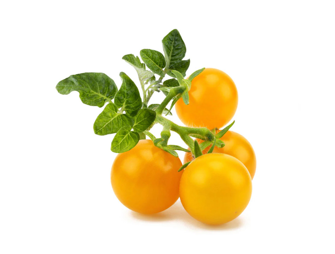 🌱New! Dwarf Yellow Cherry Tomato 25 Seeds Indeterminate Variety