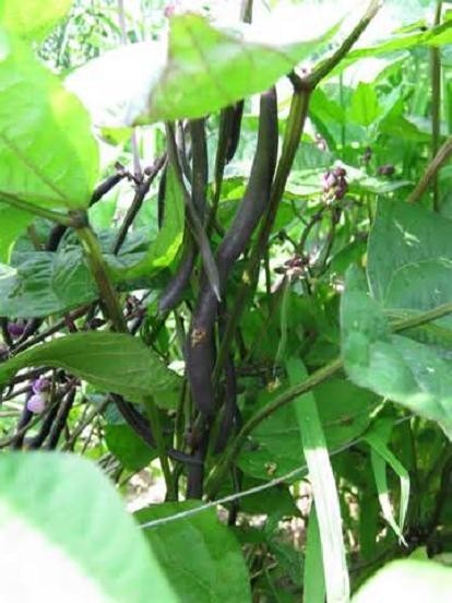 ROYAL BURGUNDY BUSH Bean Seeds, Heirloom Seeds – NON GMO, Every kids favorite.
